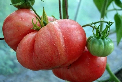 tomatbuske hindbær kæmpe