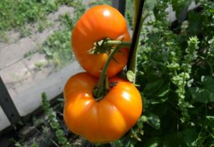 Characteristics and description of the Orange Elephant tomato variety, its yield