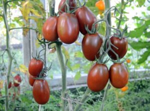 Characteristics and description of the Black Moor tomato variety, yield and cultivation