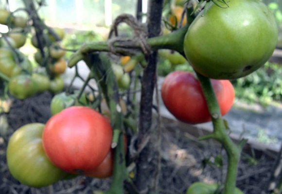 Erdbeerdessert mit Tomatenbüschen