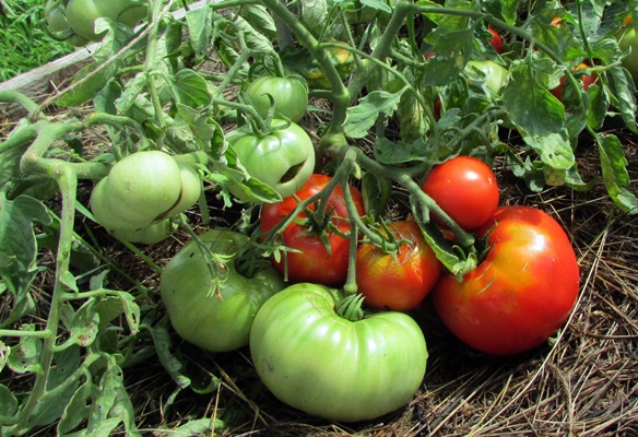 Mongolijos nykštukinis pomidoras atvirame lauke