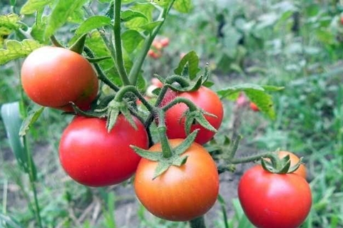tomatsorter Gardener's Dream