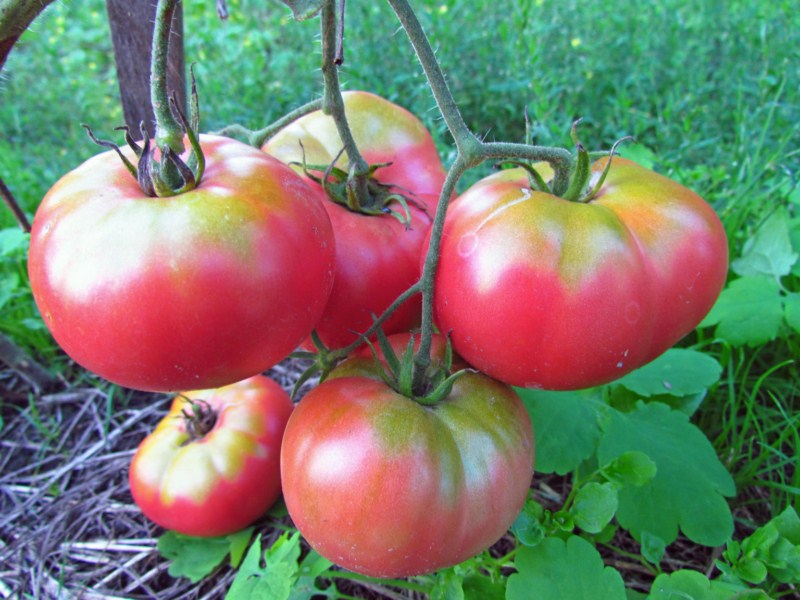 tomate mikado rosa