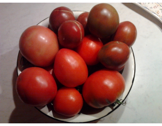 pomidorai pomidorai lėkštėje