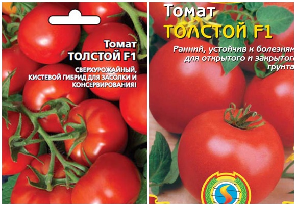semená paradajok hrubé f1