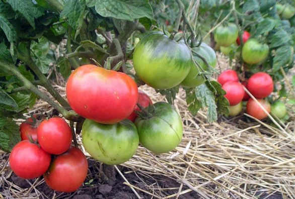 Tomate naine mongole dans le jardin