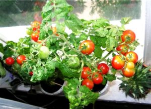 Kenmerken en beschrijving van het tomatenras Balkonwonder, de opbrengst