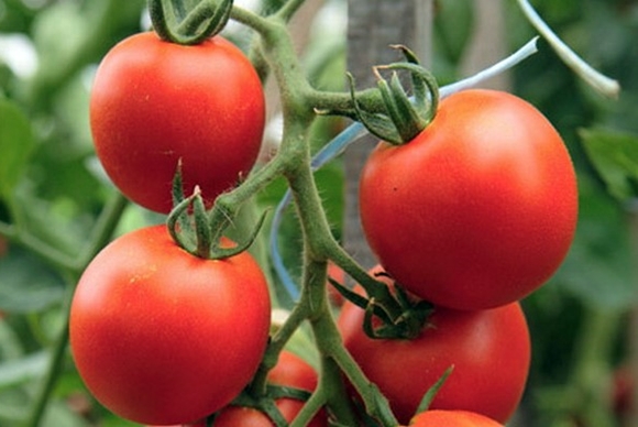 „Tornado F1“ pomidoras