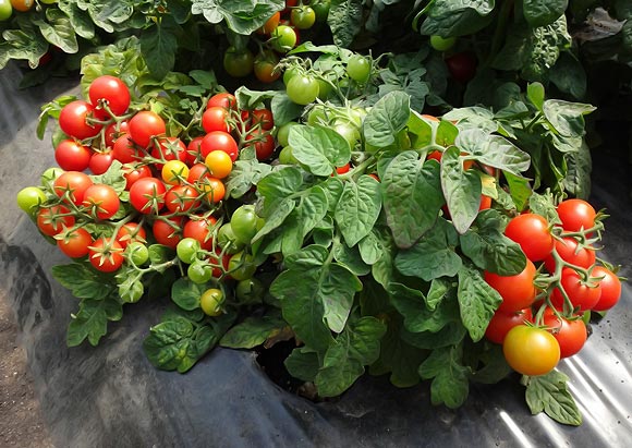 tomates de tamaño insuficiente