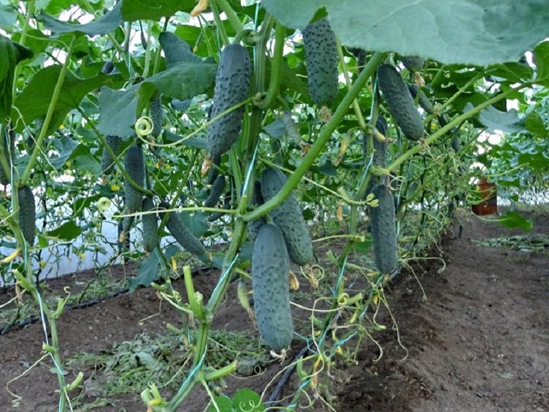 gurka buskar i växthuset