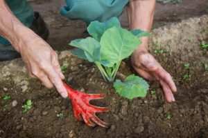 Hur och när man ska trassla kål ordentligt efter plantering i marken