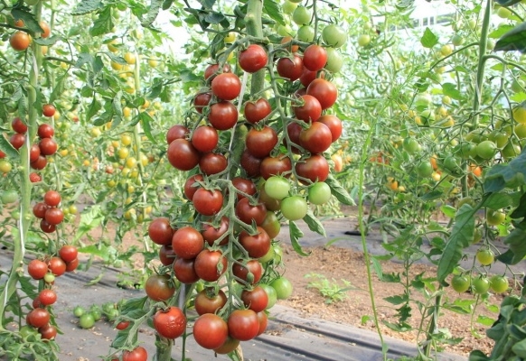 Tomaten-Spasskaya-Turm auf freiem Feld