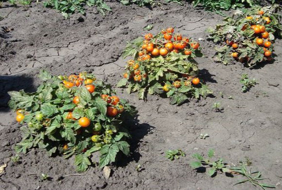 tomatsenge i det åbne felt