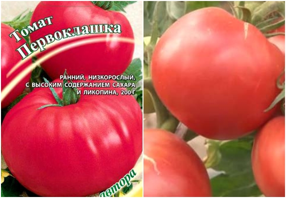 semillas de tomate de primer grado