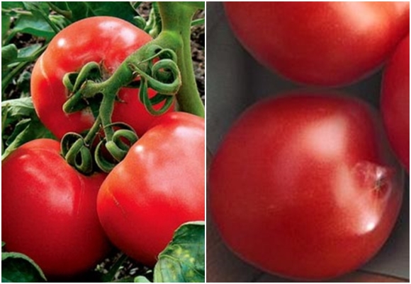 appearance of tomato irina