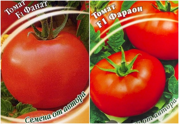 pomidorų sėklos Faraonas F1