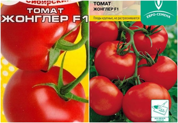 jongleur de tomates F1