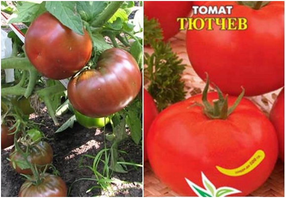 tomate tyutchev