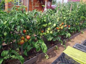 Jak sadzić, uprawiać i pielęgnować pomidory w otwartym polu