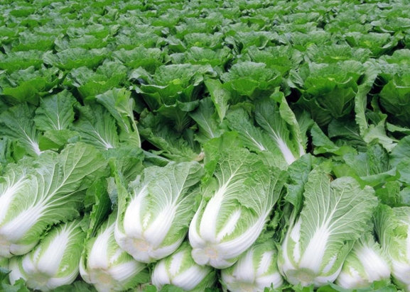 Chinese cabbage in the open field