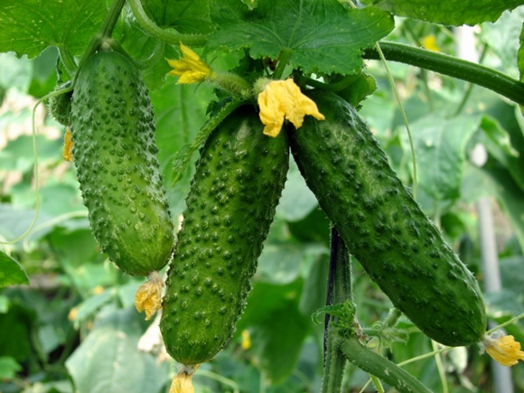 komkommers in een open tuin