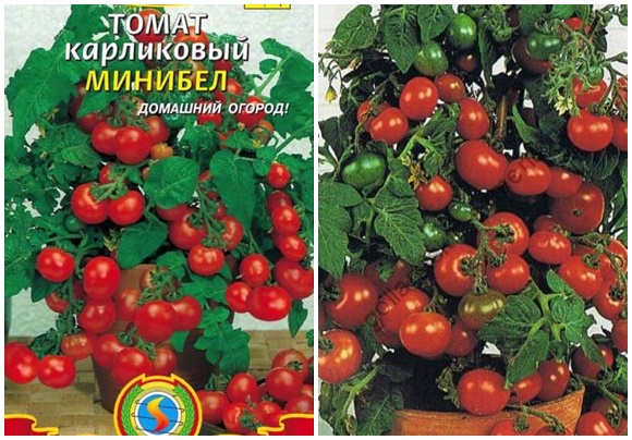 tomatenzaadjes minibel
