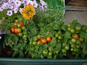 Pinokio pomidorų veislės savybės ir apibūdinimas, auginimas ir derlius