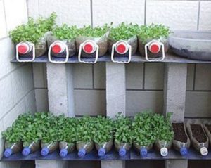 Features of growing tomato seedlings in a plastic bottle on toilet paper