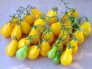 Characteristics and description of the tomato variety Honey Drop, its cultivation and yield
