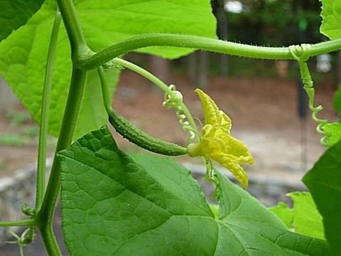 När och hur man ordentligt planterar gurkaplantor i ett växthus eller växthus