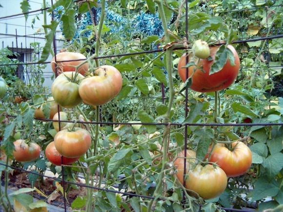 petnešos pomidorai sode