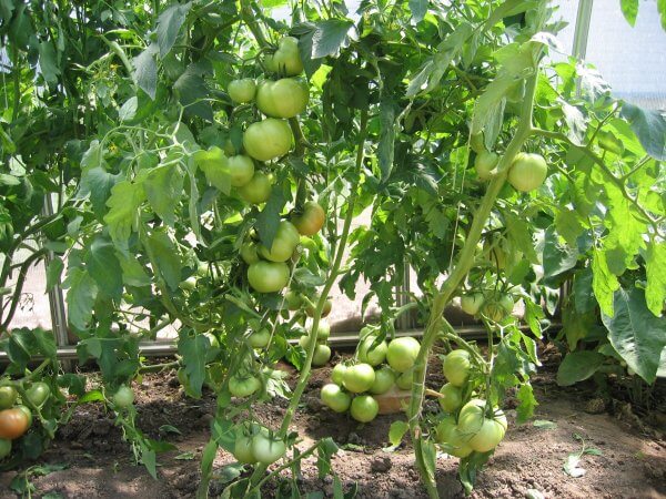 arbustos de tomate Polbig F1