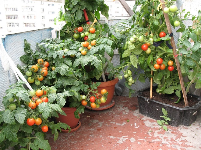 tomater på balkongen