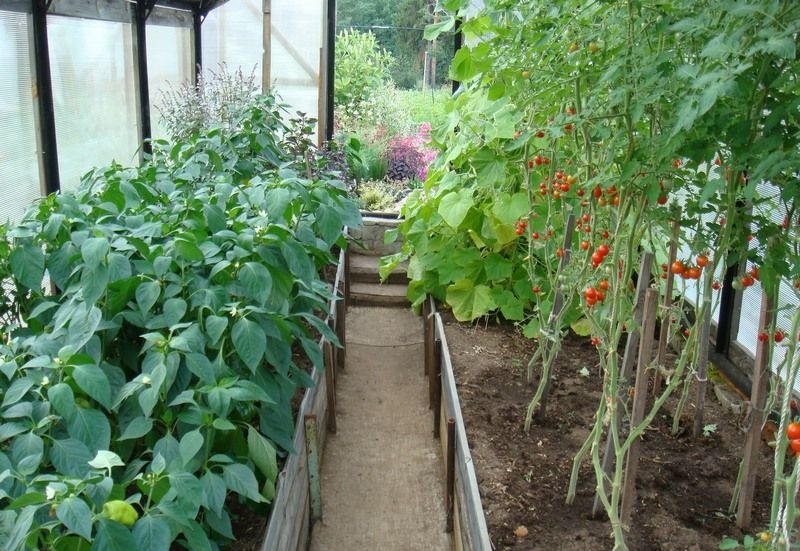 skleník a pestovanie