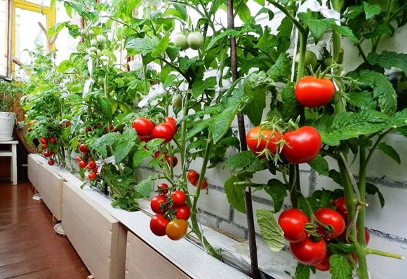 grote tomaten op het balkon
