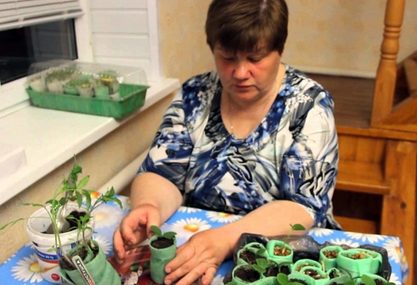 Yulia minyaeva hace caracoles con pepinos