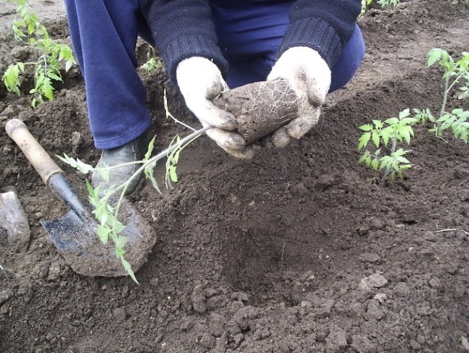 plantera tomat i marken