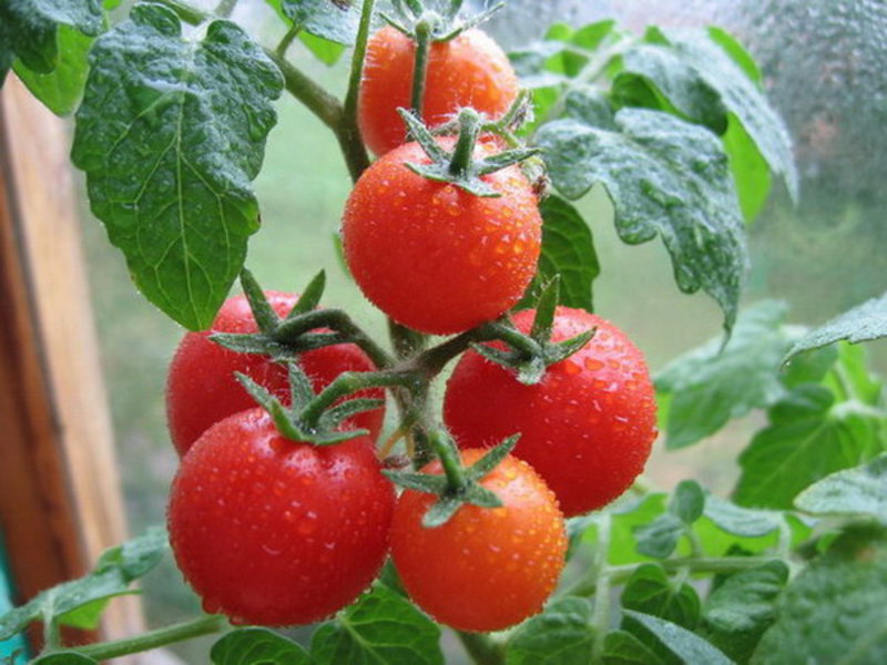 groeiende tomaat