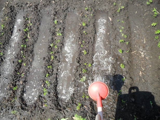 zalievanie mrkvy na otvorenom poli
