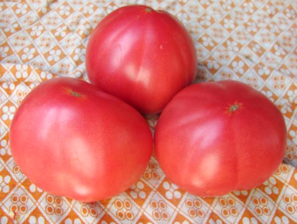 secret de grand-mère de tomate