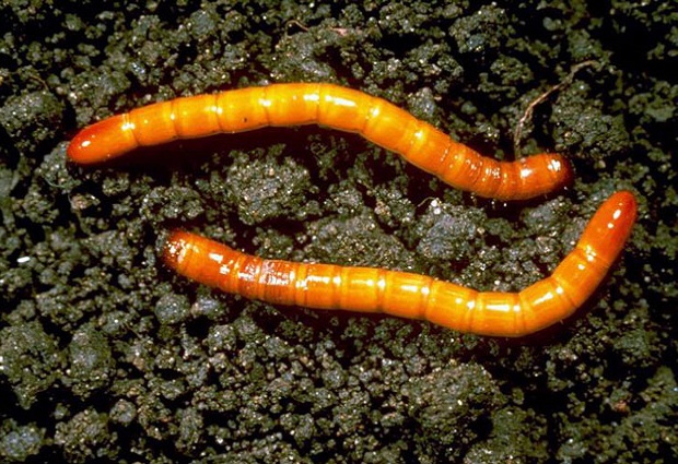 wireworm på jorden