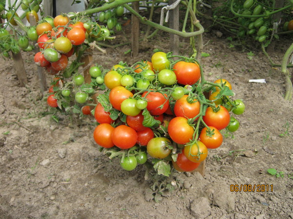 pomidorų nykštukas