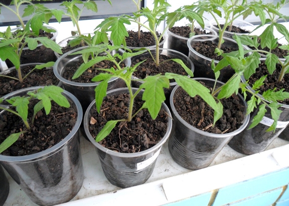 tomatplantor i glas
