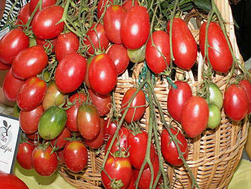 tomate pasas