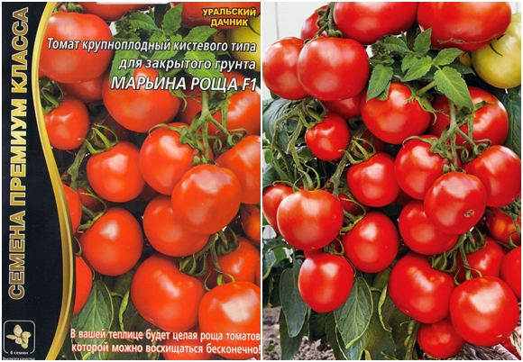 frön av en tomat tomat Maryina Roshcha