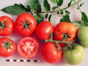 Kenmerken en beschrijving van de tomatenvariëteit Sanka, de opbrengst en de teelt