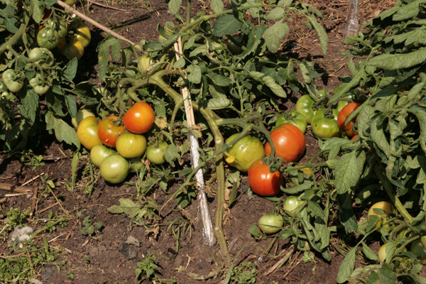 học sinh lớp một cà chua trong vườn