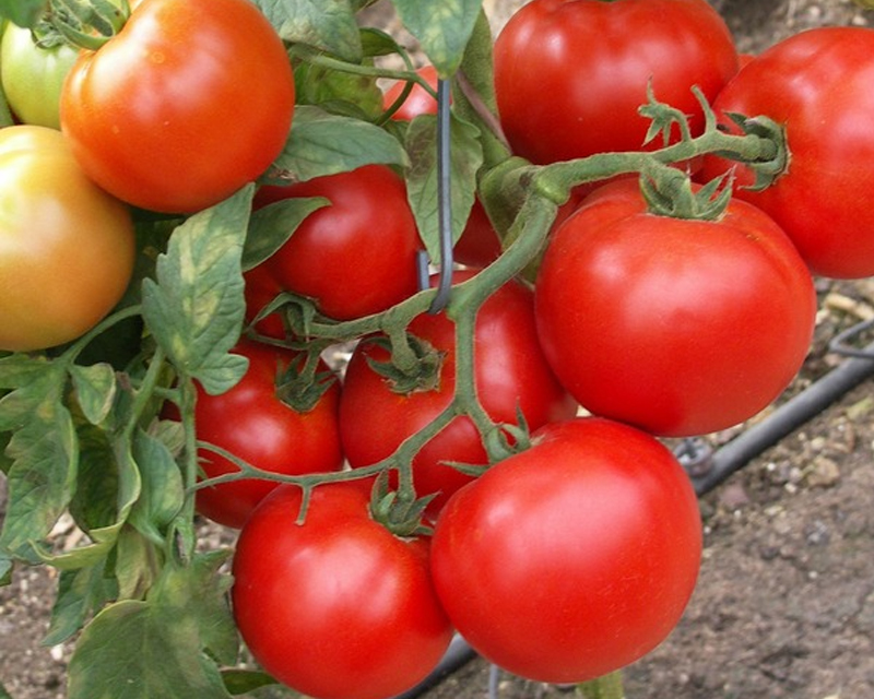 pomidorų krūmai saulėtekio