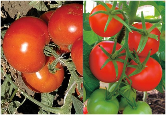 anyuta tomater i trädgården