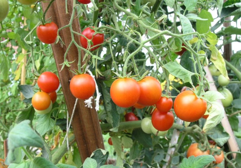 Früh reifende Büsche der sibirischen Tomate